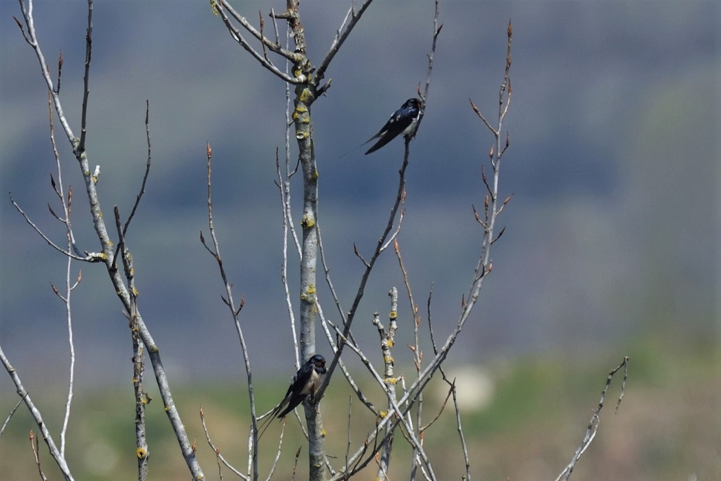 Barn Swallow